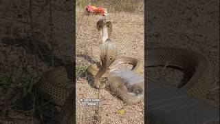 Indian spectacle venomous cobra snake release #youtubeshorts #viralshorts #trendingshorts