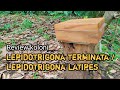 Review koloni Lepidotrigona terminata / Lepidotrigona latipes.