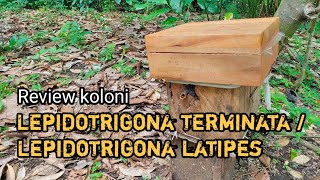 Review koloni Lepidotrigona terminata / Lepidotrigona latipes.