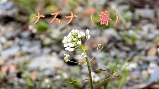 山野草・春編#82　ナズナ