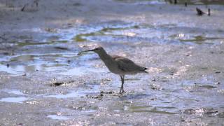 130505チュウシャクシギ、蟹を食う＠葛西臨海公園