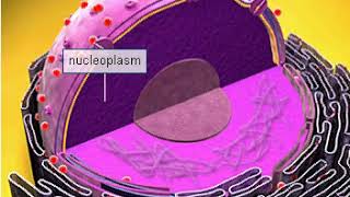 Nucleoplasm