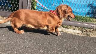 ミニチュアダックスのお散歩 Walking with dog  mini dachshund Coco