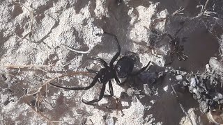 False black widow spider in a web (Steatoda Paykulliana)