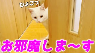 違和感なく普通にお家の中に入ってくる庭子猫が可愛すぎました…♡[三毛母猫の子猫]