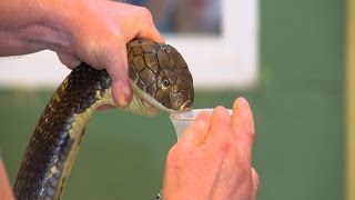 Extracting Venom From a 14 Foot Long King Cobra