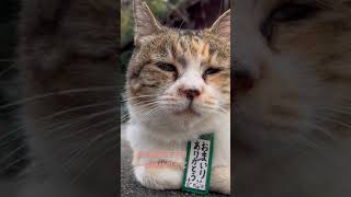 一条神社で猫にお参りありがとうって言われた