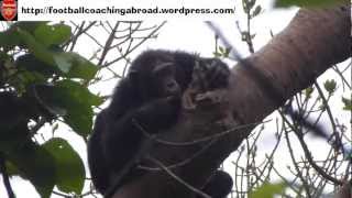 Chimpanzee tracking in Uganda.mp4