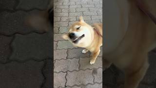 柴ドリルしただけなのに #柴犬 #shiba #dog #柴ドリル