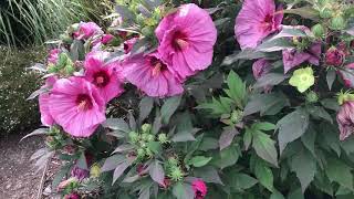 Summerific Berry Awesome Hibiscus | gardencrossings.com