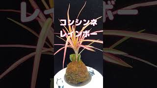 #コンシンネ #苔玉 #観葉植物