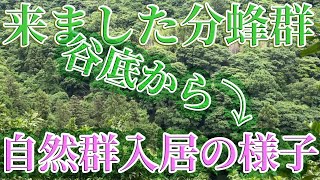 二ホンミツバチ分蜂群が谷底から 👀 待ち箱が選ばれた瞬間✨