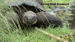 ガラパゴスゾウガメ GALAPAGOS【世界遺産ガラパゴス諸島】Giant Tortoise