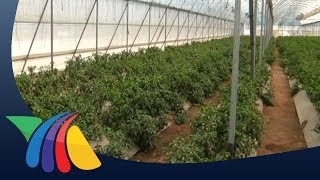 Trabajadores agrícolas mexicanos exitosos