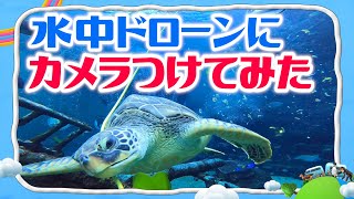 カメの目線になって大水槽の中におじゃましてみました／昆布締めドローン【みんなのどうぶつ園公式】Turtle's eye! Underwater drone in Japanese aquarium