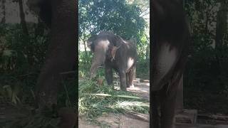 കിട്ടിയോ എന്റെ വീഡിയോ?? #shorts #viral#trending #shortsviral#elephant #shortvideos#funny #viralvideo