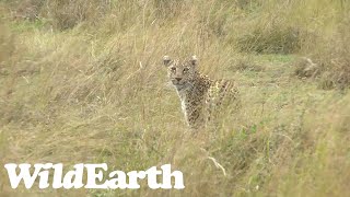 WildEarth - Sunrise  Safari - 03 Sep 2022