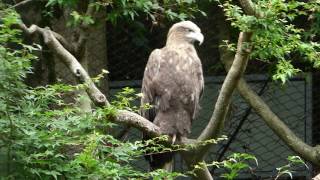 【動物園の鳥】オジロワシ（多摩動物公園　Ｈ29.6.22）