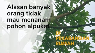 ALASAN KENAPA BANYAK ORANG YANG ENGGAN MENANAM POHON ALPUKAT#petanialpukat #fruit #alpukat