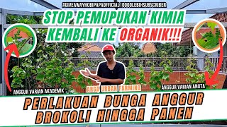 GAMBLANG‼️ PERLAKUAN APA SAJA YANG HARUS DILAKUKAN TERHADAP BUNGA ANGGUR BROKOLI HINGGA PANEN part 2