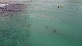 Sharks close to shore at ocean reef park Singer Island Riviera Beach Florida July 11 2020