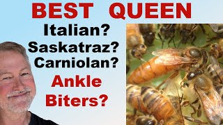 Beekeeping Involves Selecting The Best Queen Or Does It?