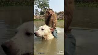 The monkey is feeding the goat🥰🥰 monkey or goat #monkey #animals #@animal_fancy