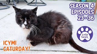 ICYMI Caturday! * Lucky Ferals S4 Episodes 23 - 36 * Cat Family Vlog