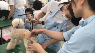 グルーミング実習風景・動物・学校・新潟・長野