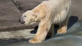 釧路動物園のカメラ目線な白クマ