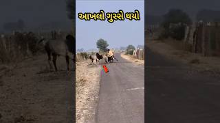 આખલો ગુસ્સે થયો 🥹😲|| #cow #bull #આખલો #kishan #gujarati #ytshorts #viralshorts