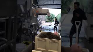 2021 Kenzo Estate Harvest Process, and the start of winemaking for ai Cabernet Sauvignon Napa Valley