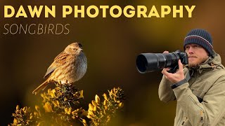 Bird Photography at Sunrise | Songbirds in Scrub Habitat | Olympus E-M1 ii, 300mm f/4