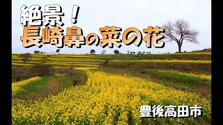 【空撮】絶景！長崎鼻の「菜の花畑」をゆく