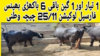 1 تیار اور 1 گبن باقی 6 باکھڑی بھینس فارسیل لوکیشن 25/11 چیچہ وطنی  تاریخ 02/05/24(03053862511)