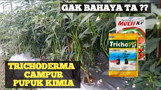 APA YANG AKAN TERJADI?? TRICHODERMA CAMPUR PUPUK KIMIA#budidayacabai #cabaikeriting