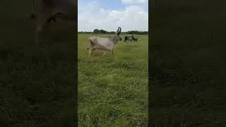 काकरेज गाय - All India Kakrej Cow || કાકરેજ ગાય #cow #shorts