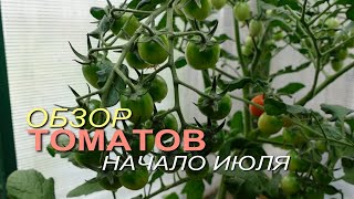 Обзор ТОМАТОВ на начало июля! Советы от ЗЕЛЕНОГО ОГОРОДА!