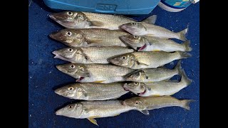 Fishing Coomera River 24th February 2023