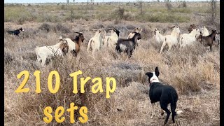 210 Trap sets