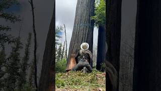 Crispy redwood asmr 🪓 #timberfalling #treefelling #logging #stihl