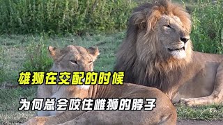 Why do male lions bite female lions by the neck when mating?