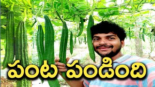 పంట పండింది పెట్టుబడులు రావడమే ఆలస్యం@PLEASESAVEFARMERS