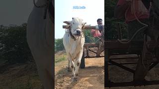 DNR bulls SARDAAR #dnrbulls #viralvideo #trendingshorts #youtubeshorts #shorts #ongolebull #animals