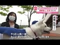 大抜擢！ 酒店の看板犬「梅子」が“警察官”任命のワケ　秋田・小坂町（2021年5月21日放送「news every.」より）