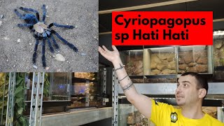 Cyriopagopus sp hati hati | Αρθρόποδα 101 | Tarantula