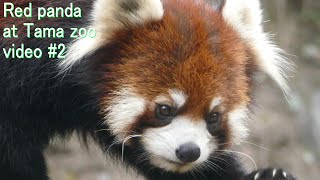 多摩レッサーリポート2 レッサーパンダ 多摩パン小図鑑 Red panda at Tama zoo 2 多摩動物公園