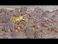 30+ Hippos Attack One Crocodile