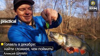 Голавль в декабре: найти сложнее, чем поймать! Алексей Шанин. Anglers Practical