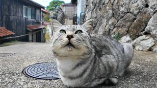 猫島の漁港の街の路地裏で座っていた猫たちをナデナデしてきた